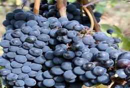 Cruise shore trips Amalfi Coast  The Grapes